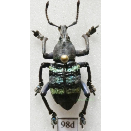 Eupholus magnificus Kirsch, 1877 Indonesia, Numfor Is98d